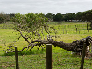 Condado de Sedgwick ofrecerá nuevamente evento gratuito para desechar ramas