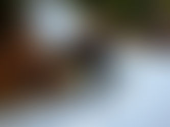 Bil kolliderte med elg på riksvei 4 over Lygna