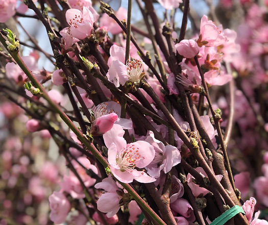 Image by Gareth Hubbard