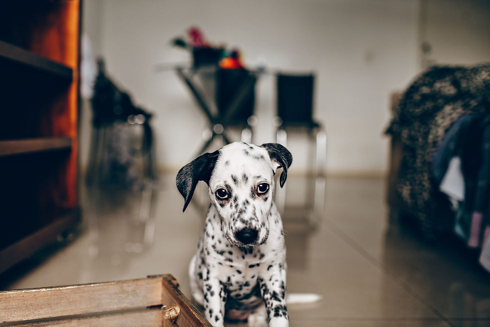Dalmatian dog breed comes from Croatia, and can get moody in case of jugo wind