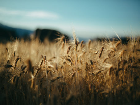 18th Sunday of Ordinary Time (Ages 9-12): Right and Just