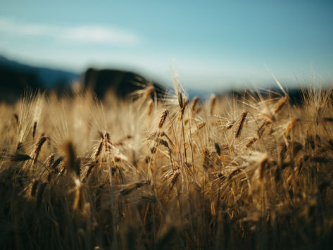 18th Sunday of Ordinary Time (Ages 9-12): Right and Just