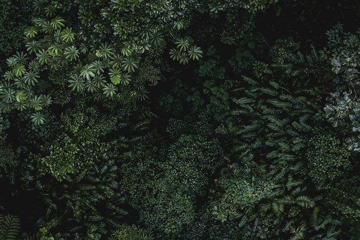 Image by Isabella Jusková
