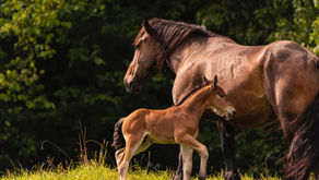 Mare and foal in a field