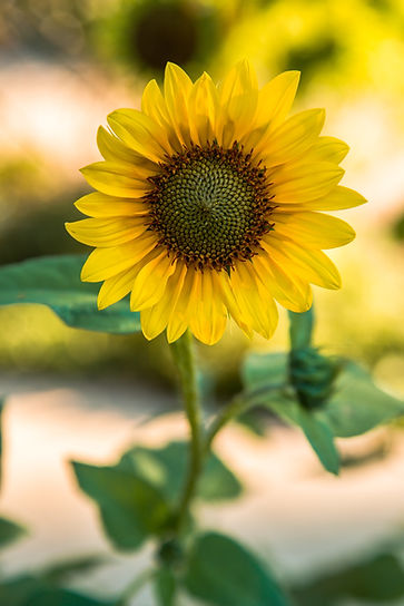 Image by Jason Leung