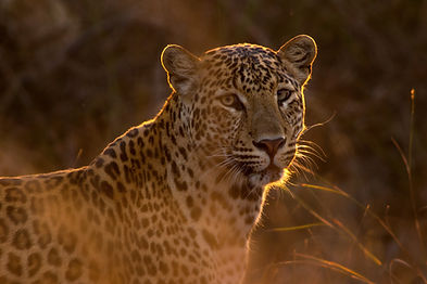 3 Days Serengeti and Ngrongoro Safari Package