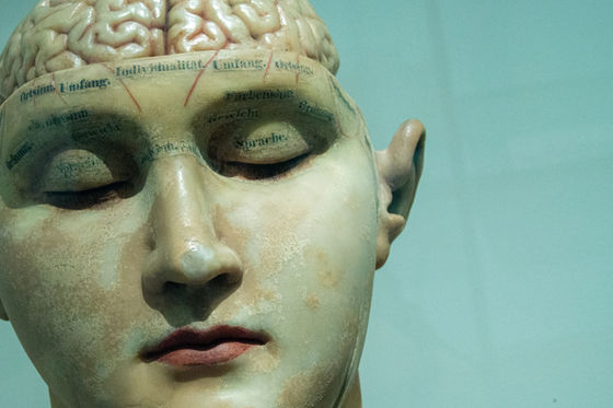 A detailed anatomical model of a human head, highlighting the intricacies of the brain and the concept of the conscious mind, with labeled sections to depict various mental faculties.