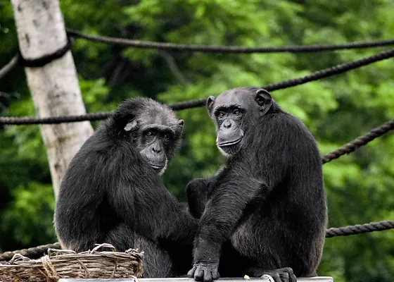 Aktiviti Pembalakan di Semenanjung Malaysia Jedi