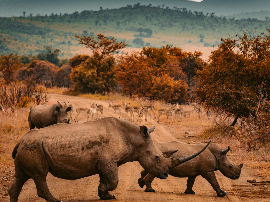 African Safari, Tanzania