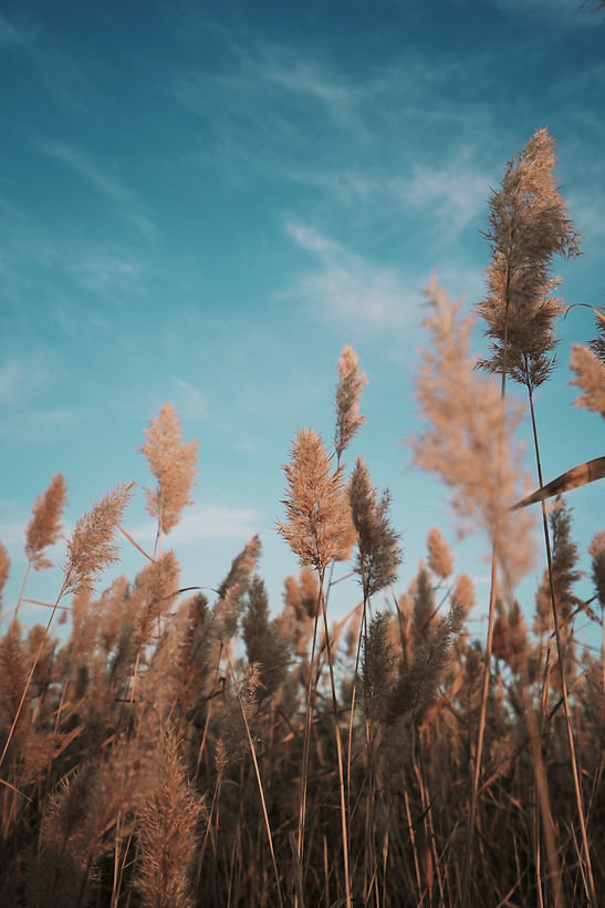 Image by sherman L