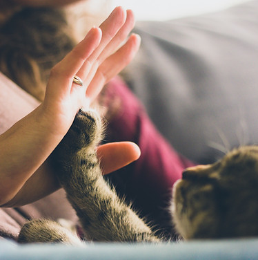 High fives for organising Vet About Town mobile vet Adelaide to make a home visit!