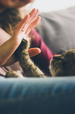 Image by Jonas Vincent