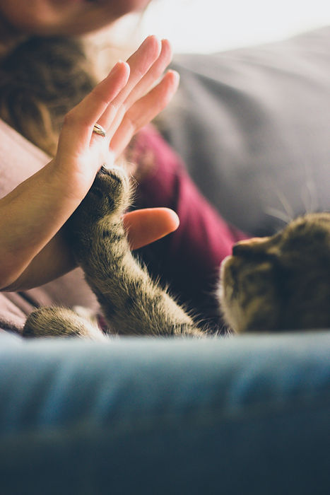 Reiki for Pets Lincolnshire