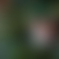 Un Noel en toute sécurité pour nos Chiens, Chats et Furets.