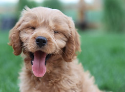 puppy-mouth-main-street-vet