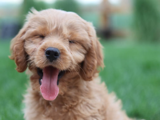 Puppy Teeth: A Fascinating Biological Function