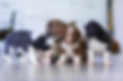 The Importance of Play and Peer Socialization in Puppy Development