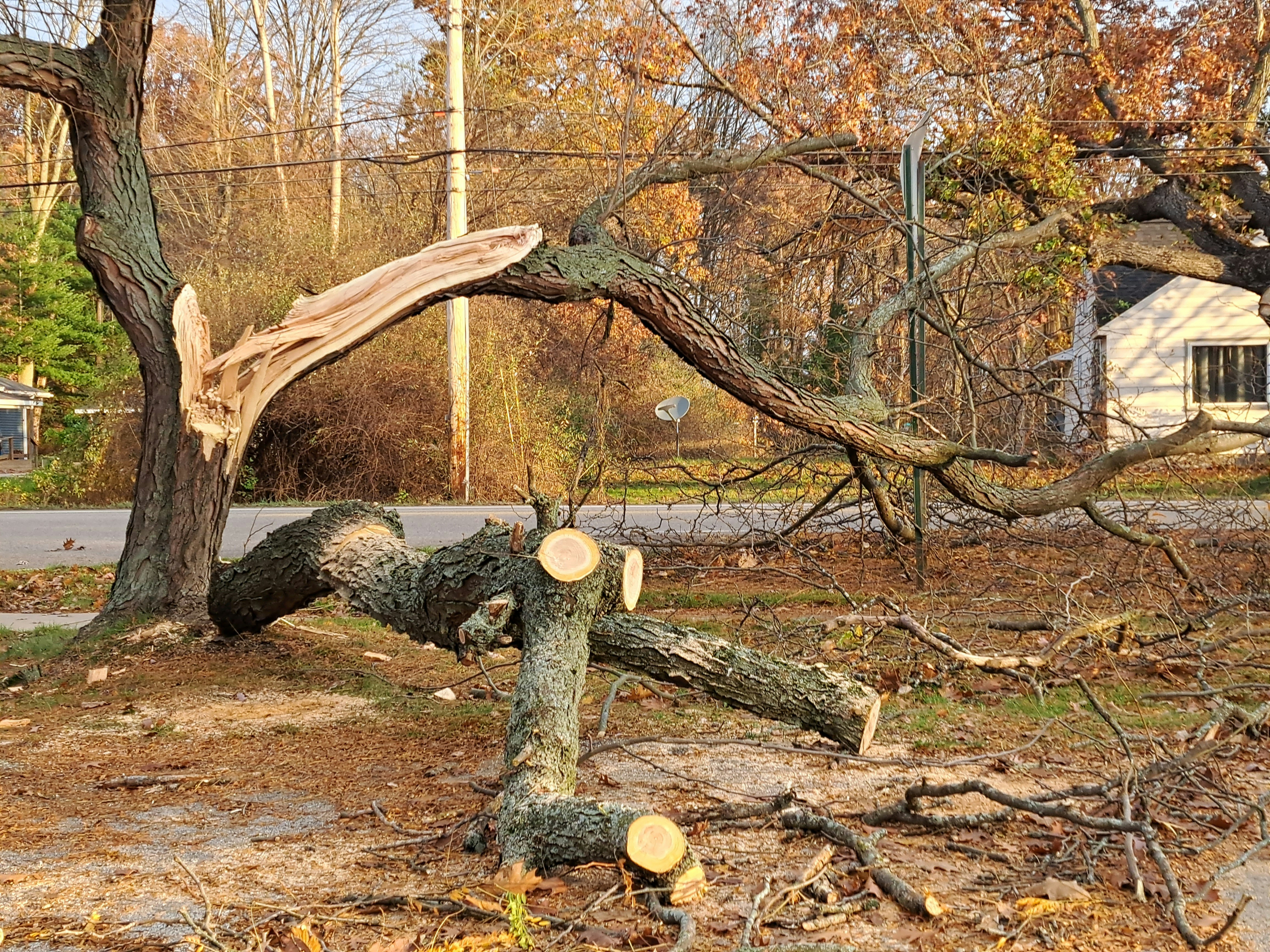Photograph of a tree where a third has split off and is lying across the ground.