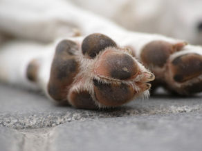 dog paws