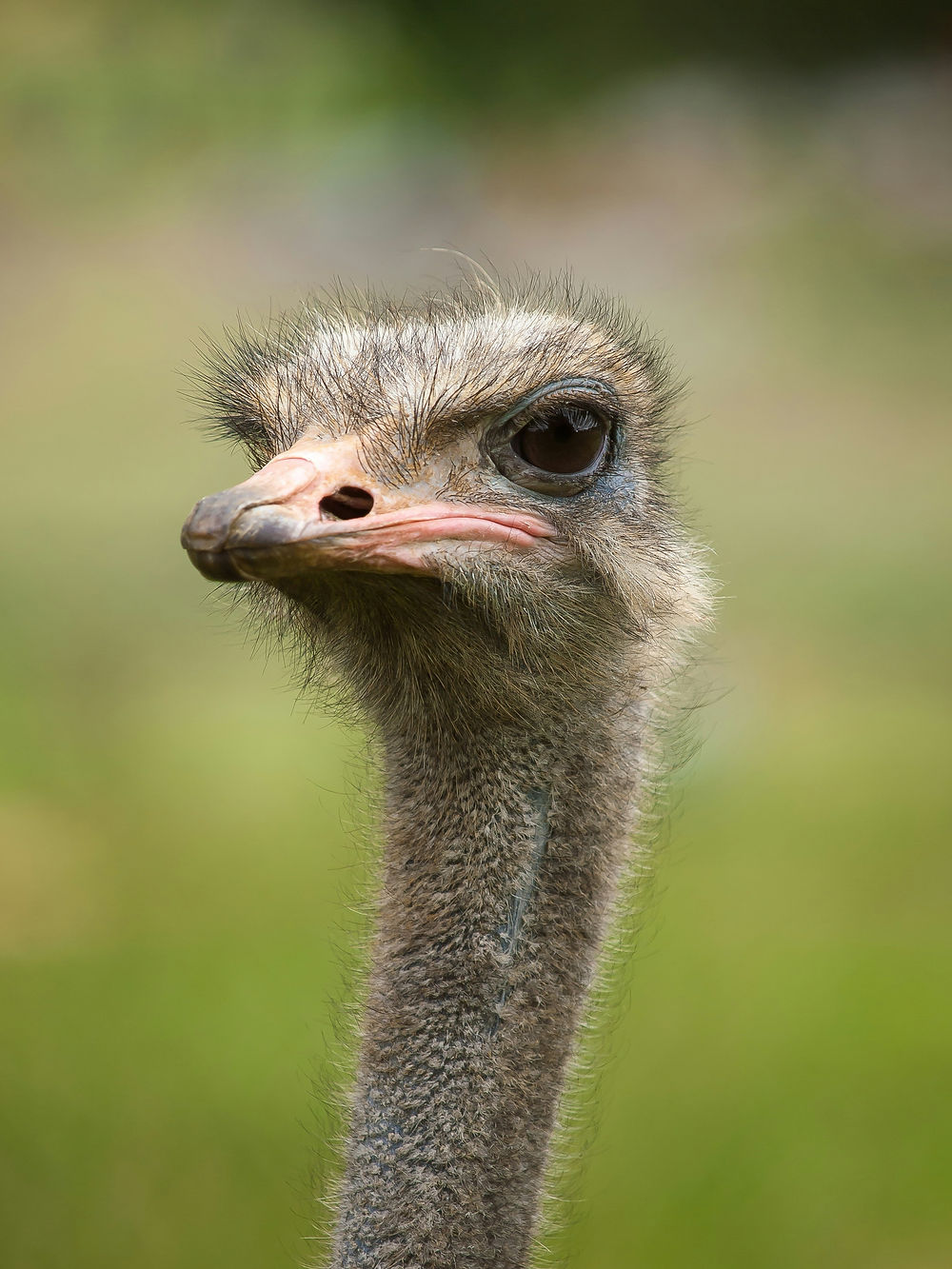 Ostriches