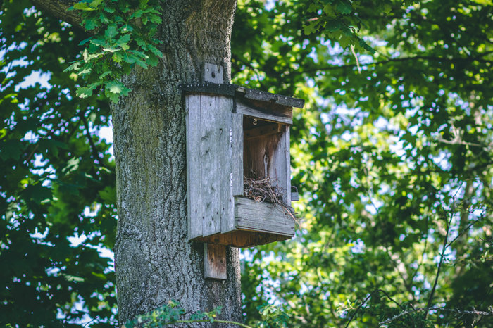 Rewild My Street wild makeover tip: March