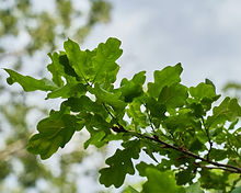 Image by Azimbek Assarov