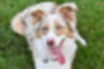 Australischer Schäferhund (Hunderasse)