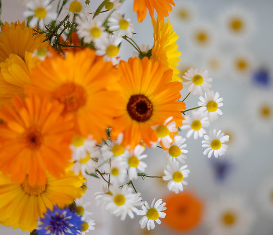 Image by Janine Meuche
