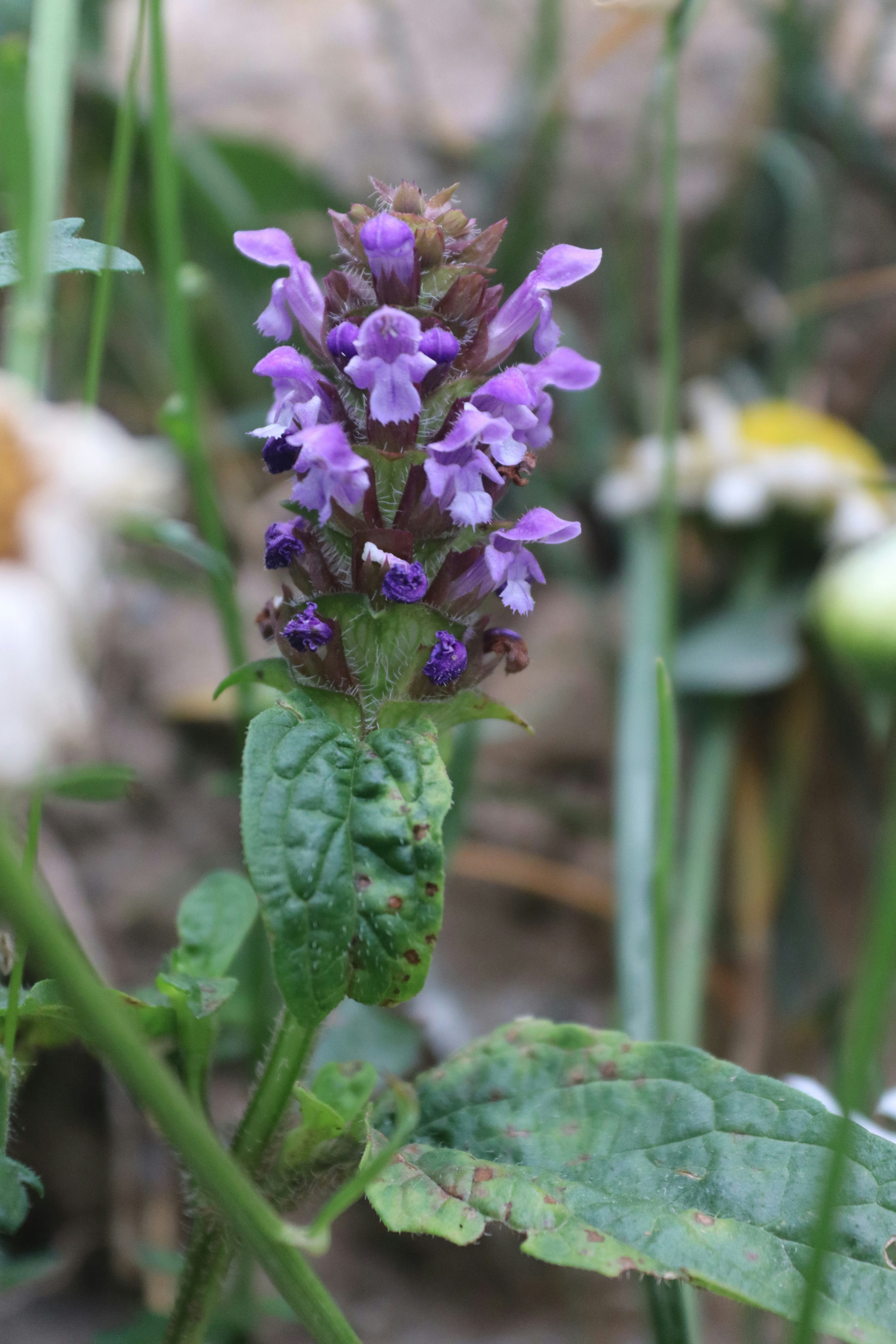 Prunella Vulgaris (Self-Heal)
