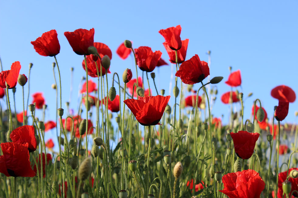 Image by Elif Merve Alçın