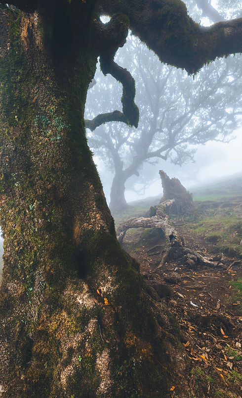 Image by Tomas Trajan