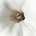 Image by Anthony Aird