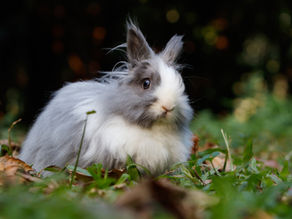 Rabbit Diet and Nutrition: Understanding What Foods Are Safe and Nutritious for Rabbits