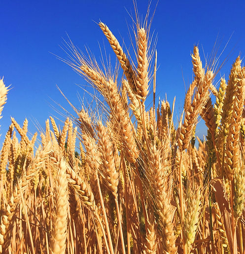 Image by Melissa Askew