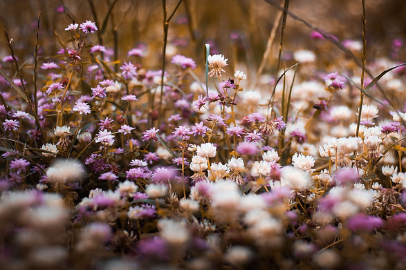 Image by Hasan Albari