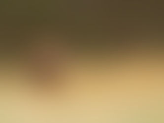 Lion in the kruger