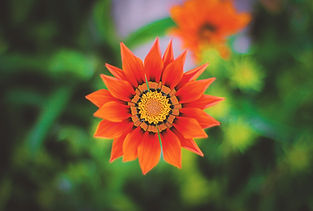 Image by Aziz Acharki
