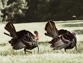 Image by Kirk Thornton