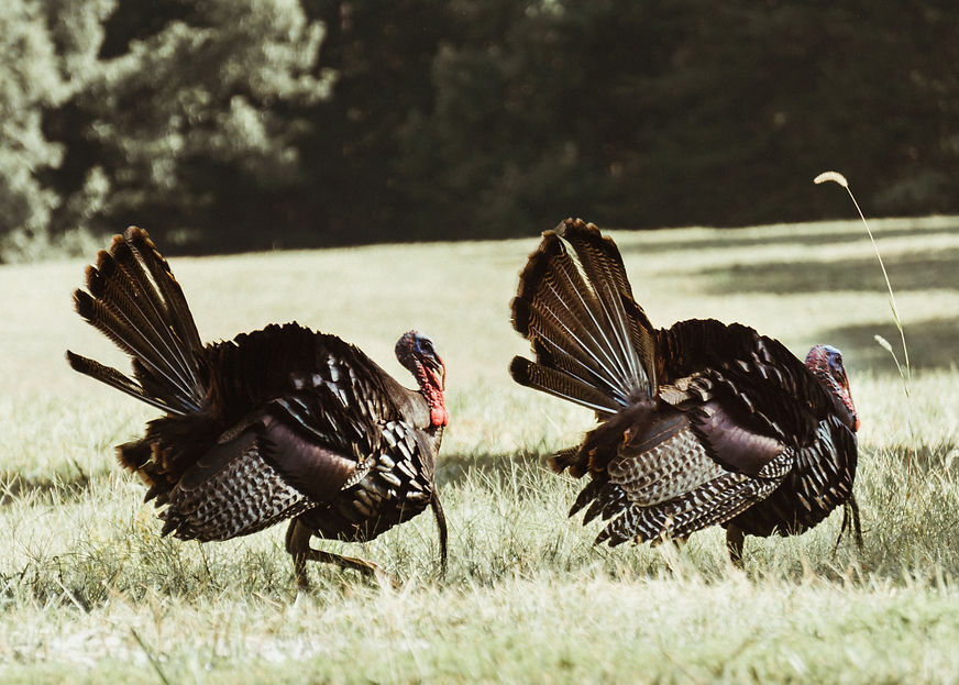 Image by Kirk Thornton