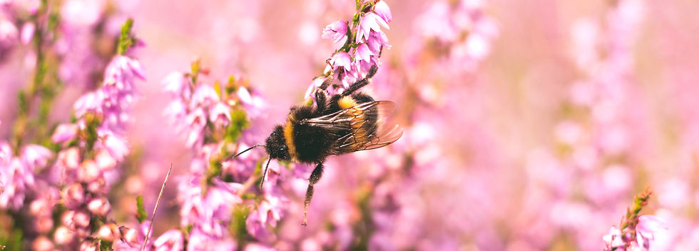 Image by Josephine Amalie Paysen