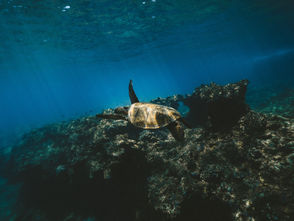 Tortugas, luciérnagas y leyendas te esperan este verano en Michoacán