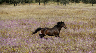 Spring Horse Health: What Your Vet Looks For
