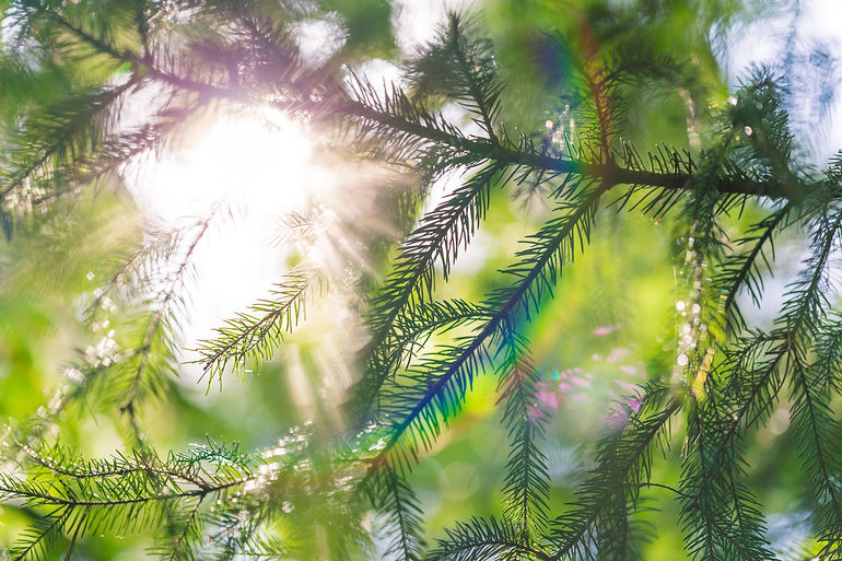 Pine needles, pine tree branch background. Evergreen Christian Church welcomes all who are seeking a spiritual home to our inclusive community. We are an Open & Affirming congregation. ECC is a LGBTQ+ friendly church in the foothills near Denver Colorado, a LGBTQIA+ accepting church in Evergreen Colorado and an inclusive church. Evergreen Christian Church a Disciples of Christ Church in Evergreen, CO near Conifer, Golden, Kittredge, Morrison, Idaho Springs, Georgetown, Bailey. Denver antiracist church, Evergreen antiracist church, gay friendly church in Colorado. ECC offers an Evergreen, CO wedding venue, wedding ceremony site, and meeting space in the Colorado foothills. Rev Brandon Proffitt is the pastor.