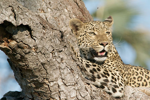 Image by Andy Brunner