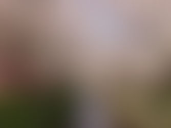 The cherry blossoms lining either side of the Meguro river in Nakameguro