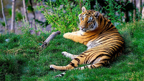 Wild animals in their natural habitat during a safari tour in India