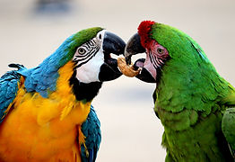 This image shows a type of animal supported by this UK animal shelter