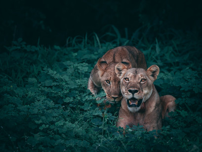 Lions, and Tigers, and Bears, Oh My!