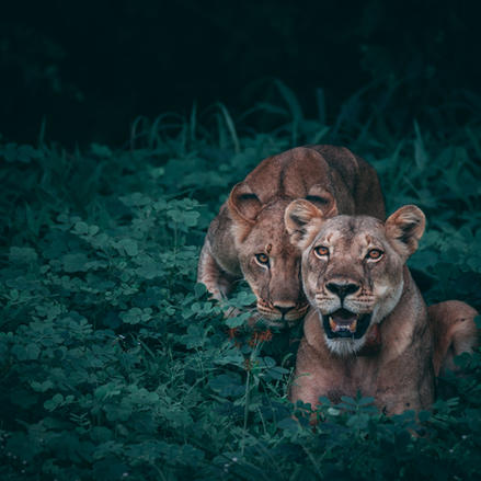 Image by Geran de Klerk