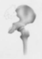 Hip joint